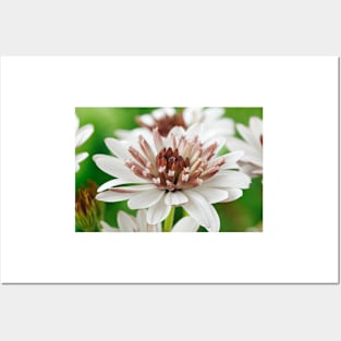 Osteospermum  Flower Power Double Series  Double White Bronze Posters and Art